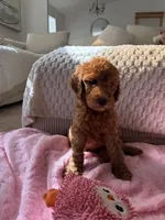 Purple , a female Goldendoodle for sale in Rio Linda, CA – 2 of 5