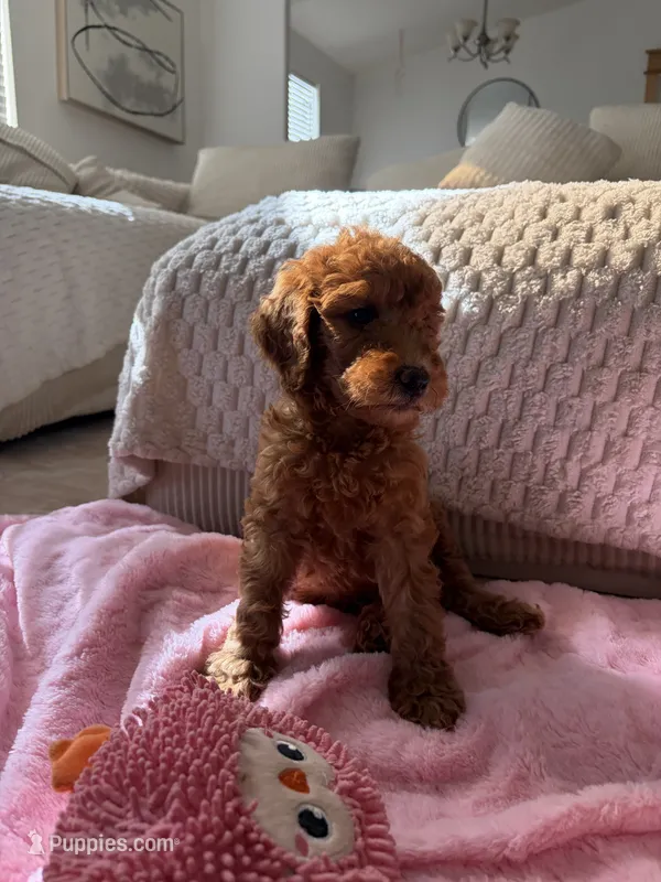 Purple  – Goldendoodle puppy for sale in Rio Linda, CA