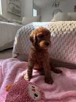 Purple , a female Goldendoodle for sale in Rio Linda, CA – 1 of 5