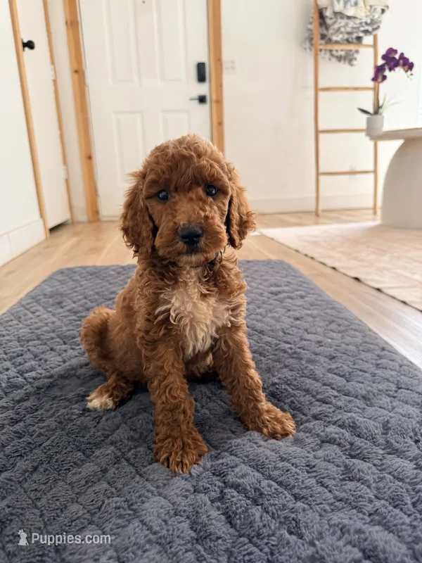 Black collar  – Goldendoodle puppy for sale in Rio Linda, CA