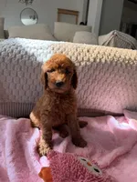 Purple , a female Goldendoodle for sale in Rio Linda, CA – 3 of 5