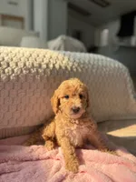 Pink , a female Goldendoodle for sale in Rio Linda, CA – 1 of 7