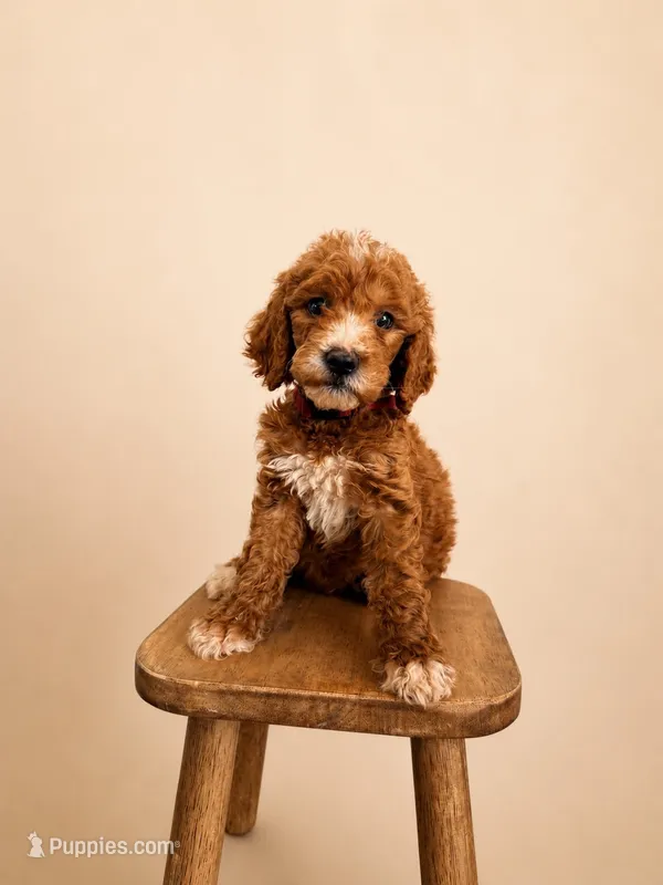 Red collar  – Goldendoodle puppy for sale in Rio Linda, CA