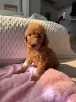 Grey collar , a male Goldendoodle for sale in Rio Linda, CA – 4 of 4