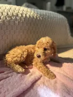 Pink , a female Goldendoodle for sale in Rio Linda, CA – 2 of 7