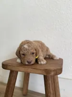 Maple, a female Goldendoodle for sale in Rio Linda, CA – Photo 3 of 6