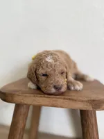 Maple, a female Goldendoodle for sale in Rio Linda, CA – Photo 2 of 6