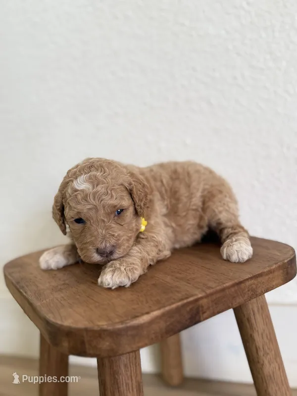 Maple – Goldendoodle puppy for sale in Rio Linda, CA