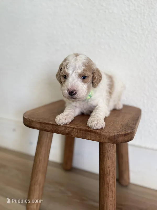 Oakley  – Goldendoodle puppy for sale in Rio Linda, CA