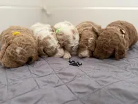 Oakley , a male Goldendoodle for sale in Rio Linda, CA – Photo 3 of 5