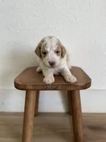 Oakley , a male Goldendoodle for sale in Rio Linda, CA – Photo 2 of 5