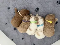 Oakley , a male Goldendoodle for sale in Rio Linda, CA – Photo 5 of 5