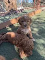 Beige , a male Goldendoodle for sale in Rio Linda, CA – 2 of 2