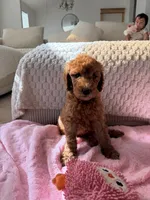 Purple , a female Goldendoodle for sale in Rio Linda, CA – 4 of 5