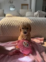 Pink , a female Goldendoodle for sale in Rio Linda, CA – 7 of 7