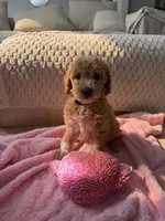 Pink , a female Goldendoodle for sale in Rio Linda, CA – 5 of 7