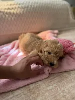 Yellow, a female Goldendoodle for sale in Rio Linda, CA – 5 of 6