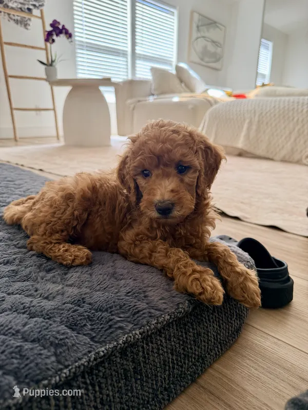 Purple  – Goldendoodle puppy for sale in Rio Linda, CA