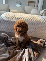 Black collar , a male Goldendoodle for sale in Rio Linda, CA – 3 of 5