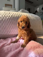 Grey collar , a male Goldendoodle for sale in Rio Linda, CA – 3 of 4
