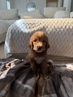 Red collar , a male Goldendoodle for sale in Rio Linda, CA – 3 of 3