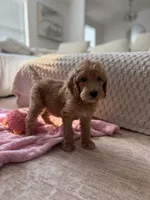 Yellow, a female Goldendoodle for sale in Rio Linda, CA – 3 of 6