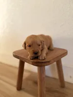 Yellow girl , a female Golden Retriever for sale in Rio Linda, CA – Photo 2 of 6