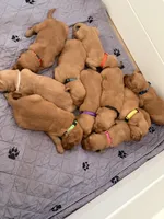 Yellow girl , a female Golden Retriever for sale in Rio Linda, CA – Photo 6 of 6