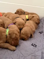 Yellow girl , a female Golden Retriever for sale in Rio Linda, CA – Photo 4 of 6