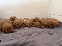 Yellow girl , a female Golden Retriever for sale in Rio Linda, CA – Photo 5 of 6
