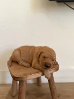 Yellow girl , a female Golden Retriever for sale in Rio Linda, CA – Photo 3 of 6