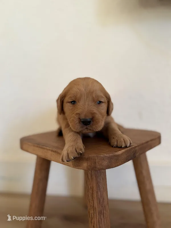 Yellow girl  – Golden Retriever puppy for sale in Rio Linda, CA