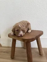 April , a female Goldendoodle for sale in Rio Linda, CA – Photo 6 of 6