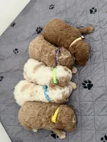 Maple, a female Goldendoodle for sale in Rio Linda, CA – Photo 6 of 6