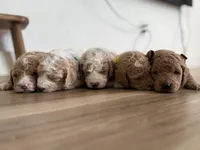 Maple, a female Goldendoodle for sale in Rio Linda, CA – Photo 5 of 6