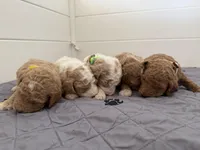 Maple, a female Goldendoodle for sale in Rio Linda, CA – Photo 4 of 6