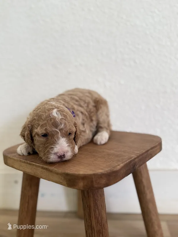 April  – Goldendoodle puppy for sale in Rio Linda, CA