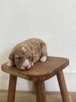 April , a female Goldendoodle for sale in Rio Linda, CA – Photo 1 of 6