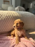 Pink , a female Goldendoodle for sale in Rio Linda, CA – 4 of 7