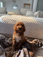 Black collar , a male Goldendoodle for sale in Rio Linda, CA – 4 of 5