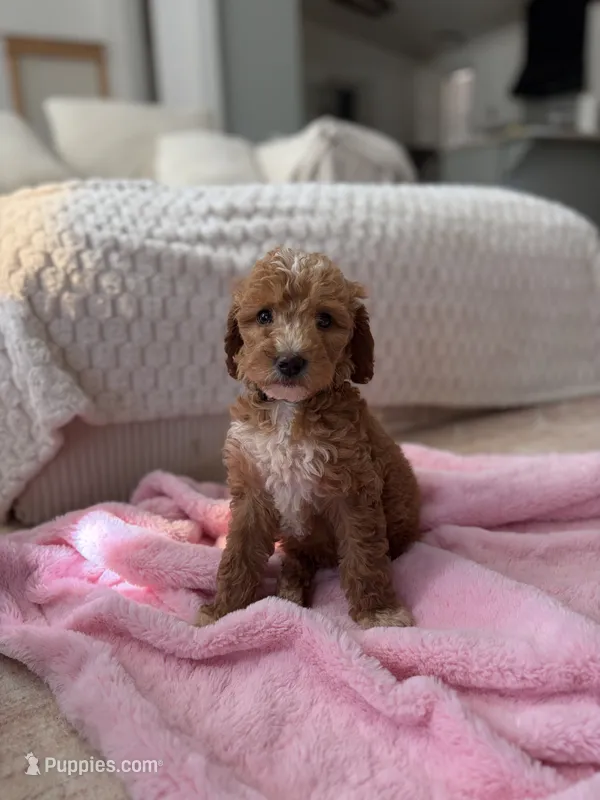 Beige  – Goldendoodle puppy for sale in Rio Linda, CA