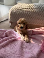 Yellow, a female Goldendoodle for sale in Rio Linda, CA – 6 of 6