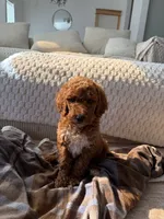 Black collar , a male Goldendoodle for sale in Rio Linda, CA – 5 of 5