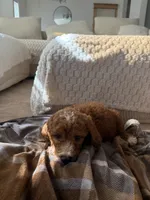 Red collar , a male Goldendoodle for sale in Rio Linda, CA – 2 of 3