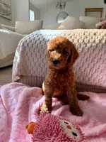 Purple , a female Goldendoodle for sale in Rio Linda, CA – 5 of 5