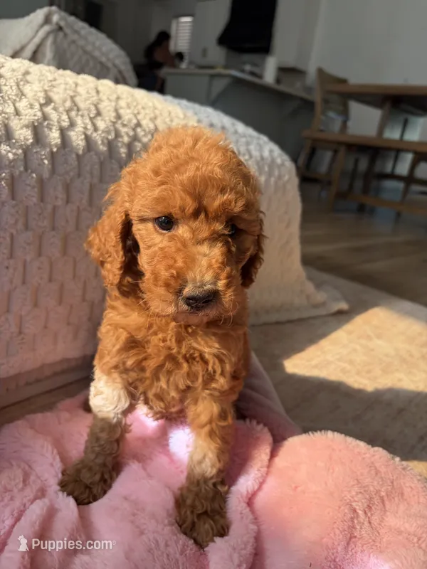 Grey collar  – Goldendoodle puppy for sale in Rio Linda, CA