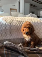 Black collar , a male Goldendoodle for sale in Rio Linda, CA – 2 of 5