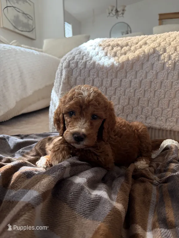 Red collar  – Goldendoodle puppy for sale in Rio Linda, CA