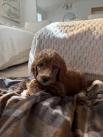 Red collar , a male Goldendoodle for sale in Rio Linda, CA – 1 of 3