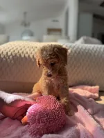Pink , a female Goldendoodle for sale in Rio Linda, CA – 3 of 7